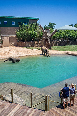 McNair Asian Elephant Habitat Opens 